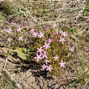 Centaurium erythraea at Jindabyne, NSW - 27 Feb 2023 03:05 PM