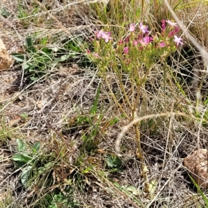 Centaurium erythraea at Jindabyne, NSW - 27 Feb 2023