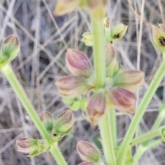 Salvia verbenaca var. verbenaca (Wild Sage) at Jindabyne, NSW - 27 Feb 2023 by trevorpreston