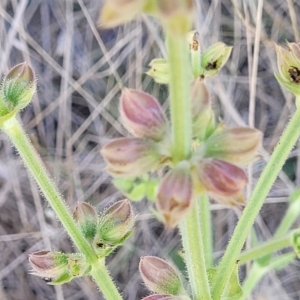 Salvia verbenaca var. verbenaca at Jindabyne, NSW - 27 Feb 2023