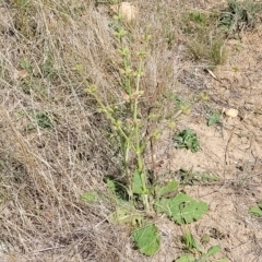 Salvia verbenaca var. verbenaca at Jindabyne, NSW - 27 Feb 2023