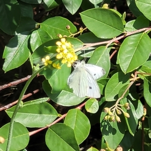 Pieris rapae at Jindabyne, NSW - 27 Feb 2023 03:04 PM