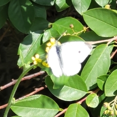 Pieris rapae at Jindabyne, NSW - 27 Feb 2023 03:04 PM