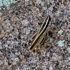 Macrotona australis at Jindabyne, NSW - 27 Feb 2023 03:02 PM