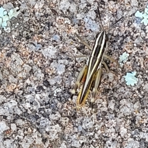 Macrotona australis at Jindabyne, NSW - 27 Feb 2023 03:02 PM