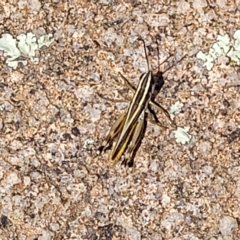 Macrotona australis at Jindabyne, NSW - 27 Feb 2023 03:02 PM