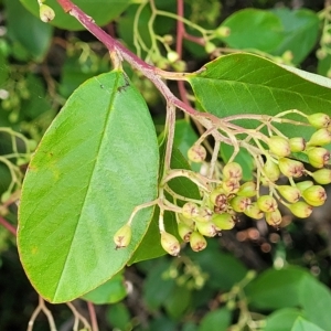 Cotoneaster glaucophyllus at Jindabyne, NSW - 27 Feb 2023 03:01 PM