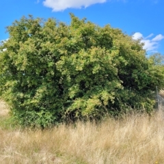 Cotoneaster glaucophyllus at Jindabyne, NSW - 27 Feb 2023 03:01 PM