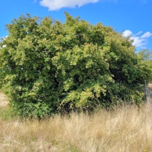 Cotoneaster glaucophyllus at Jindabyne, NSW - 27 Feb 2023 03:01 PM