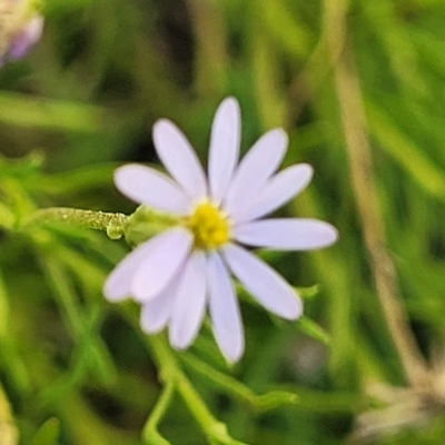 Vittadinia muelleri (Narrow-leafed New Holland Daisy) at Jindabyne, NSW - 27 Feb 2023 by trevorpreston