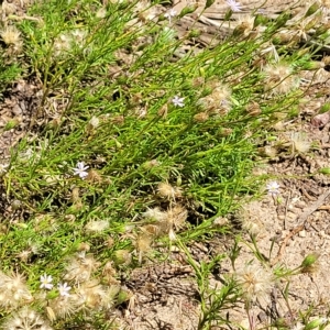 Vittadinia muelleri at Jindabyne, NSW - 27 Feb 2023