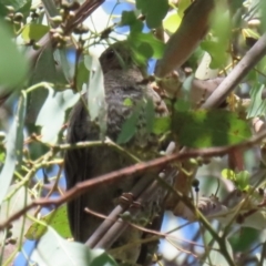 Cacomantis flabelliformis (Fan-tailed Cuckoo) at Stranger Pond - 27 Feb 2023 by RodDeb