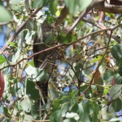 Cacomantis flabelliformis at Bonython, ACT - 27 Feb 2023