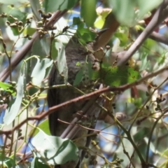 Cacomantis flabelliformis at Bonython, ACT - 27 Feb 2023