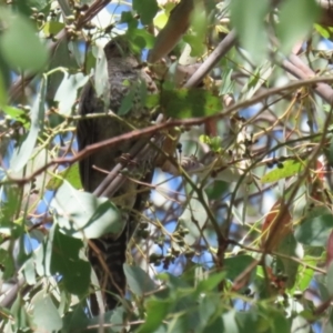 Cacomantis flabelliformis at Bonython, ACT - 27 Feb 2023