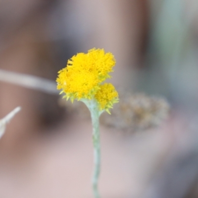 Chrysocephalum apiculatum (Common Everlasting) at Bonython, ACT - 27 Feb 2023 by RodDeb