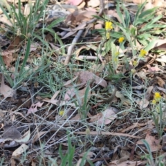 Chrysocephalum apiculatum at Bonython, ACT - 27 Feb 2023 12:15 PM