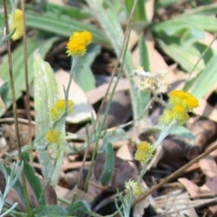 Chrysocephalum apiculatum at Bonython, ACT - 27 Feb 2023 12:15 PM