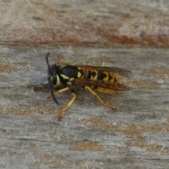 Vespula germanica (European wasp) at Bonython, ACT - 27 Feb 2023 by RodDeb