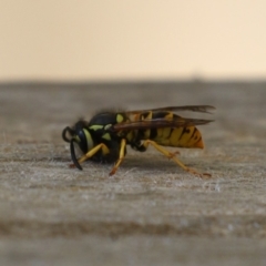 Vespula germanica at Bonython, ACT - 27 Feb 2023 11:42 AM