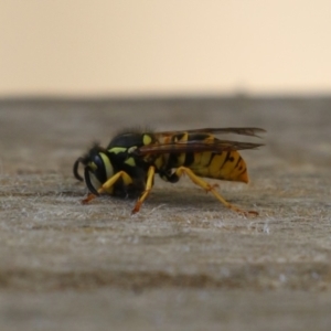 Vespula germanica at Bonython, ACT - 27 Feb 2023 11:42 AM