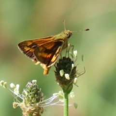 Ocybadistes walkeri (Green Grass-dart) at Bonython, ACT - 27 Feb 2023 by RodDeb