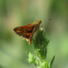 Ocybadistes walkeri at Bonython, ACT - 27 Feb 2023 11:53 AM