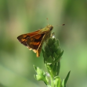 Ocybadistes walkeri at Bonython, ACT - 27 Feb 2023 11:53 AM