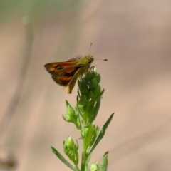 Ocybadistes walkeri at Bonython, ACT - 27 Feb 2023 11:53 AM