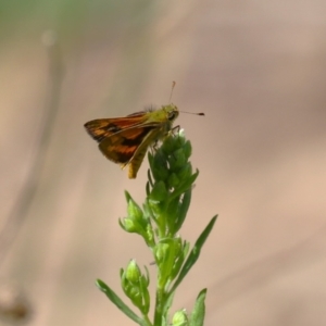 Ocybadistes walkeri at Bonython, ACT - 27 Feb 2023 11:53 AM