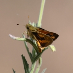 Ocybadistes walkeri at Bonython, ACT - 27 Feb 2023 11:53 AM