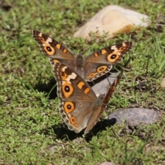 Junonia villida (Meadow Argus) at Stranger Pond - 27 Feb 2023 by RodDeb