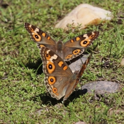 Junonia villida (Meadow Argus) at Bonython, ACT - 27 Feb 2023 by RodDeb