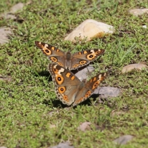 Junonia villida at Bonython, ACT - 27 Feb 2023