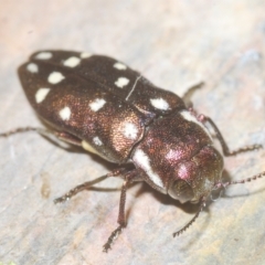 Diphucrania duodecimmaculata (12-spot jewel beetle) at QPRC LGA - 27 Feb 2023 by Harrisi