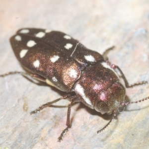 Diphucrania duodecimmaculata at Carwoola, NSW - suppressed