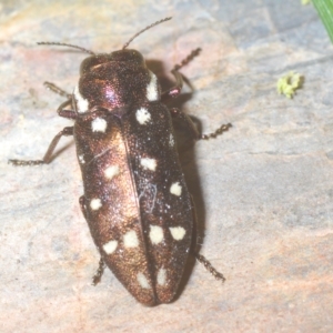 Diphucrania duodecimmaculata at Carwoola, NSW - 27 Feb 2023