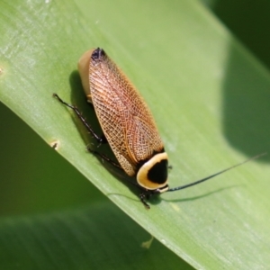 Ellipsidion australe at Bonython, ACT - 27 Feb 2023