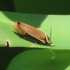 Ellipsidion australe at Bonython, ACT - 27 Feb 2023