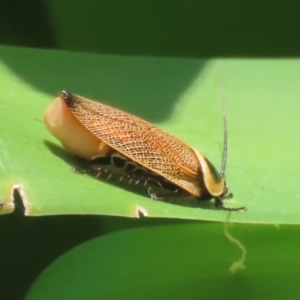 Ellipsidion australe at Bonython, ACT - 27 Feb 2023