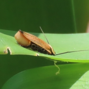 Ellipsidion australe at Bonython, ACT - 27 Feb 2023