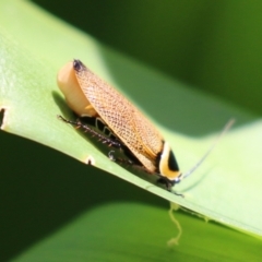 Ellipsidion australe at Bonython, ACT - 27 Feb 2023