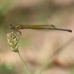 Nososticta solida (Orange Threadtail) at Bonython, ACT - 27 Feb 2023 by RodDeb