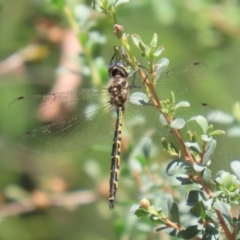 Hemicordulia australiae at Bonython, ACT - 27 Feb 2023