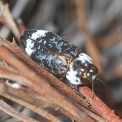 Hypocisseis suturalis (Cherry Ballart Jewel Beetle) at Carwoola, NSW - 27 Feb 2023 by Harrisi