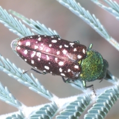 Diphucrania leucosticta (White-flecked acacia jewel beetle) at Carwoola, NSW - 27 Feb 2023 by Harrisi