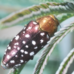 Diphucrania leucosticta at Carwoola, NSW - 27 Feb 2023