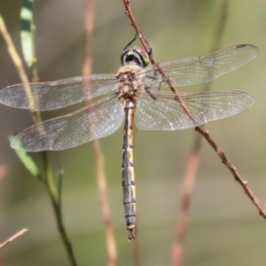 Hemicordulia tau at Bonython, ACT - 27 Feb 2023