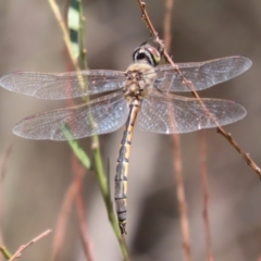 Hemicordulia tau at Bonython, ACT - 27 Feb 2023