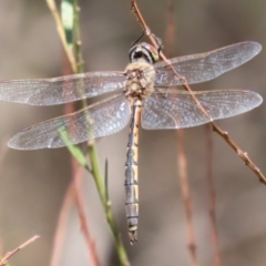 Hemicordulia tau at Bonython, ACT - 27 Feb 2023 12:01 PM